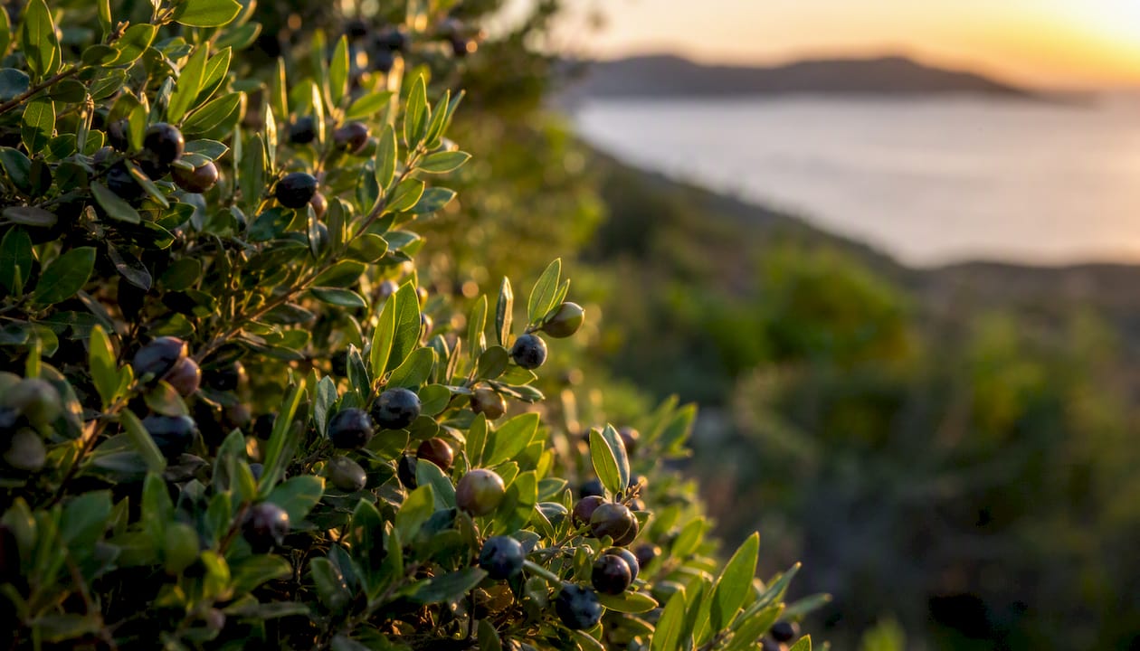 Pianta spontanea di mirto, ricca di bacche e foglie profumate.