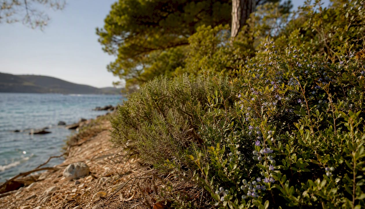 Sullo stretto sentiero dell’Isola d’Elba, la macchia mediterranea secca si illumina al sole, regalando colori e profumi tipici di questa terra.