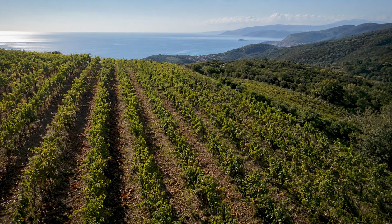 Vigneto all’Isola d’Elba con splendida vista mare