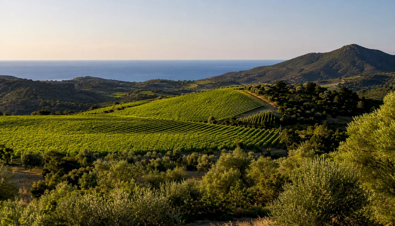 Vigneti con vista mozzafiato sulle colline dell’Isola d’Elba