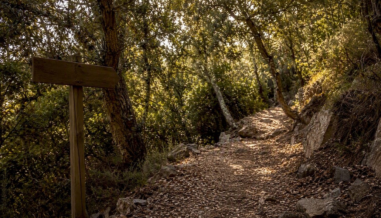 Sentiero immerso nell’ombra tra i boschi del Parco dell’Arcipelago Toscano