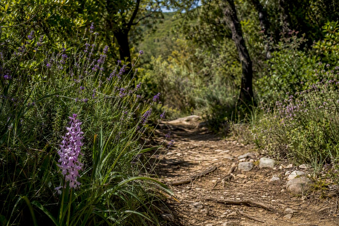 Fiori primaverili mediterranei lungo il sentiero escursionistico dell'Elba